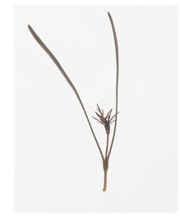 Fennel, Bronze - Organic Microgreen Seed