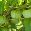 Toma Verde - Tomatillo Seed