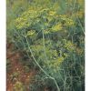 Superdukat - Dill Seed