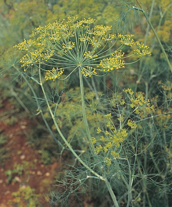 Superdukat - Dill Seed