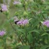 Wild Bergamot - Monarda Seed