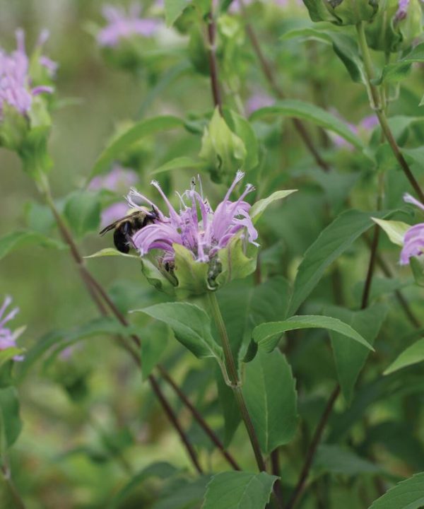 Wild Bergamot - Monarda Seed