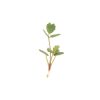 Salad Burnet - Microgreen Seed