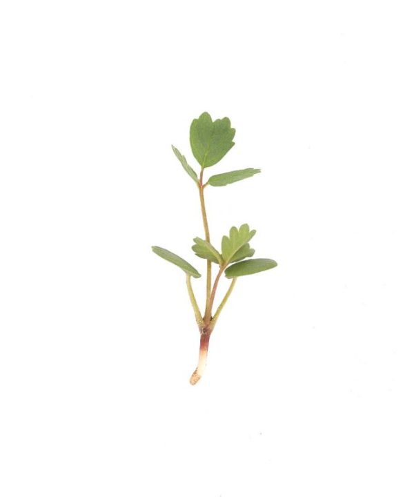 Salad Burnet - Microgreen Seed