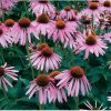 Echinacea purpurea - Echinacea Seed