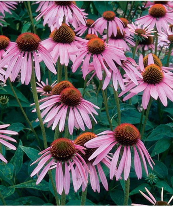 Echinacea purpurea - Echinacea Seed