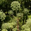 Angelica - Organic Herb Seed