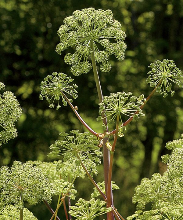 Angelica - Organic Herb Seed