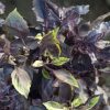 Dark Opal - Basil Seed