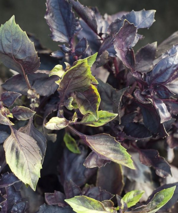 Dark Opal - Basil Seed