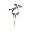 Basil, Dark Opal - Microgreen Seed