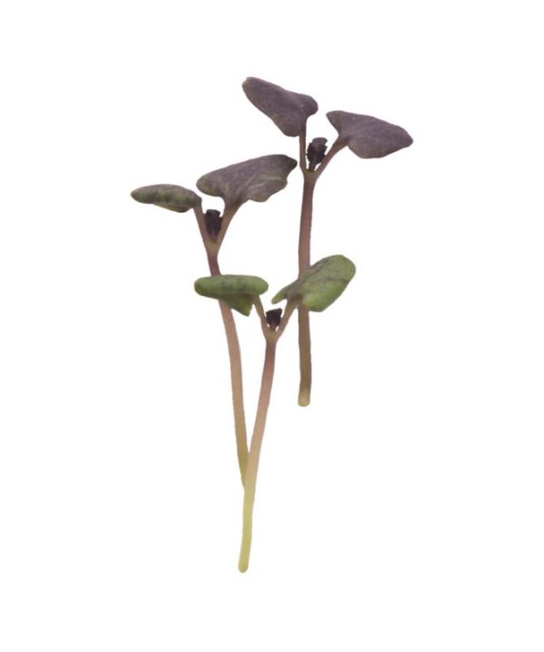 Basil, Dark Opal - Microgreen Seed