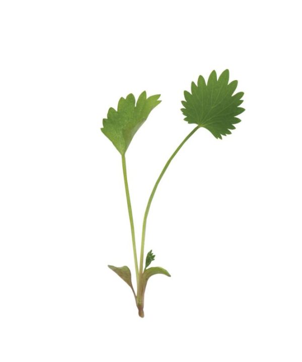 Anise - Microgreen Seed