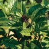 Cinnamon - Basil Seed
