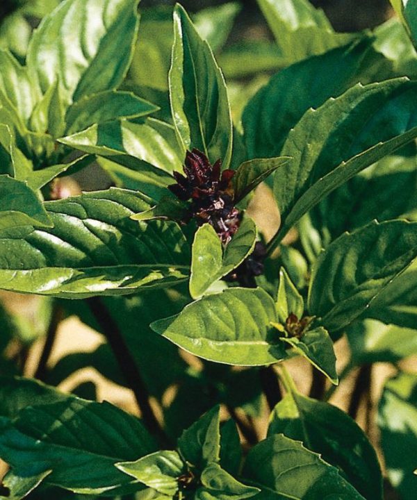 Cinnamon - Basil Seed