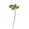 Basil, Cinnamon - Microgreen Seed