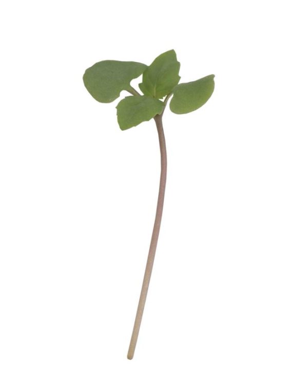 Basil, Cinnamon - Microgreen Seed