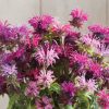 Panorama Mix - Monarda Seed