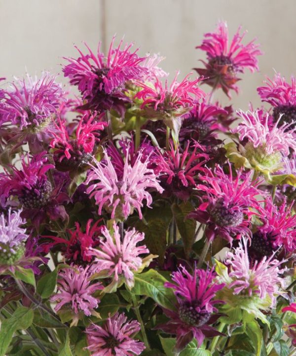 Panorama Mix - Monarda Seed