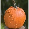 Knuckle Head - (F1) Pumpkin Seed