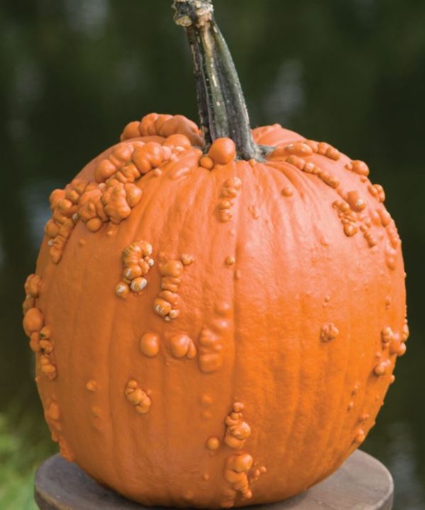 Knuckle Head - (F1) Pumpkin Seed