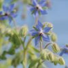 Borage Seeds