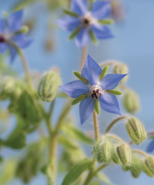 Borage Seeds