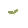 Borage - Microgreen Seed