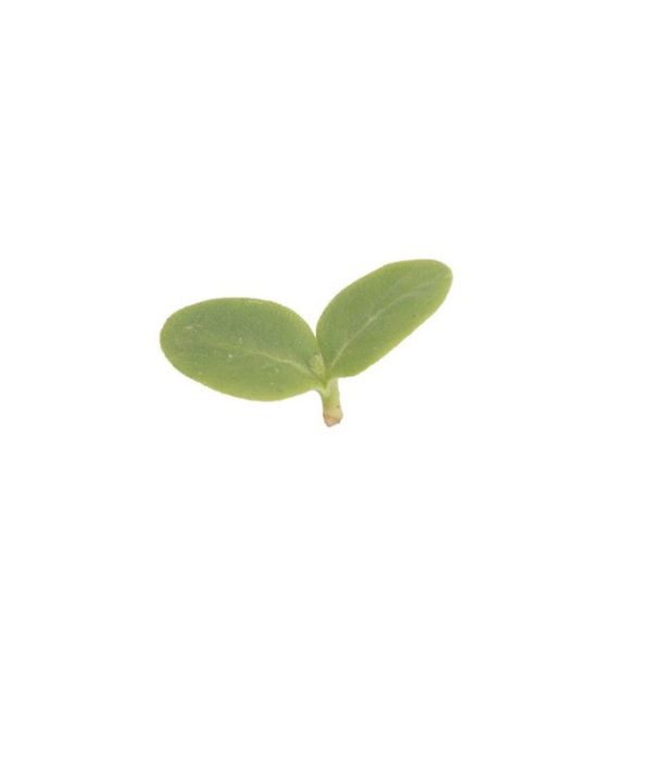 Borage - Microgreen Seed