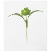 Cilantro - Microgreen Seed