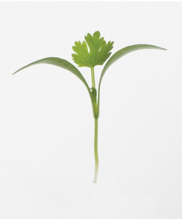 Cilantro - Microgreen Seed