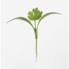 Cilantro - Organic Microgreen Seed