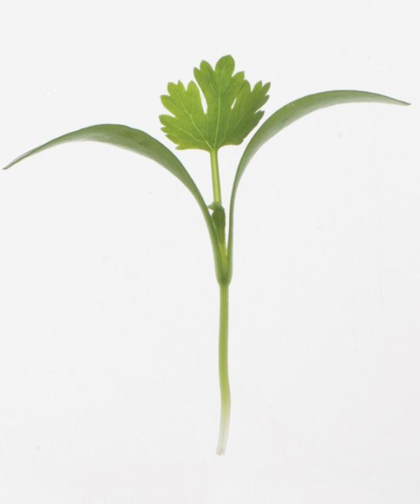 Cilantro - Organic Microgreen Seed