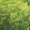 Bouquet - Dill Seed