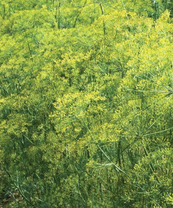 Bouquet - Dill Seed