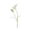 Dill - Microgreen Seed