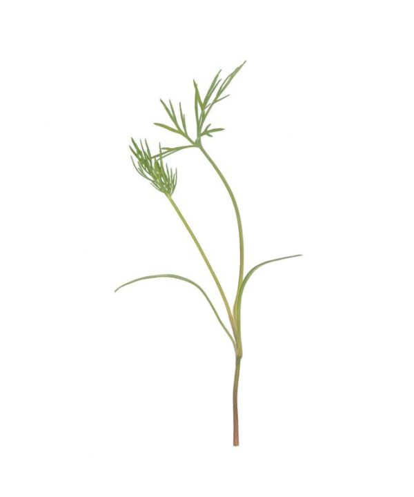 Dill - Microgreen Seed