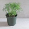 Fernleaf - Dill Seed