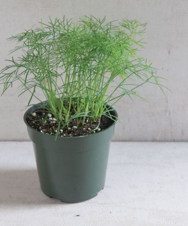 Fernleaf - Dill Seed