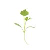 Cutting Celery - Microgreen Seed