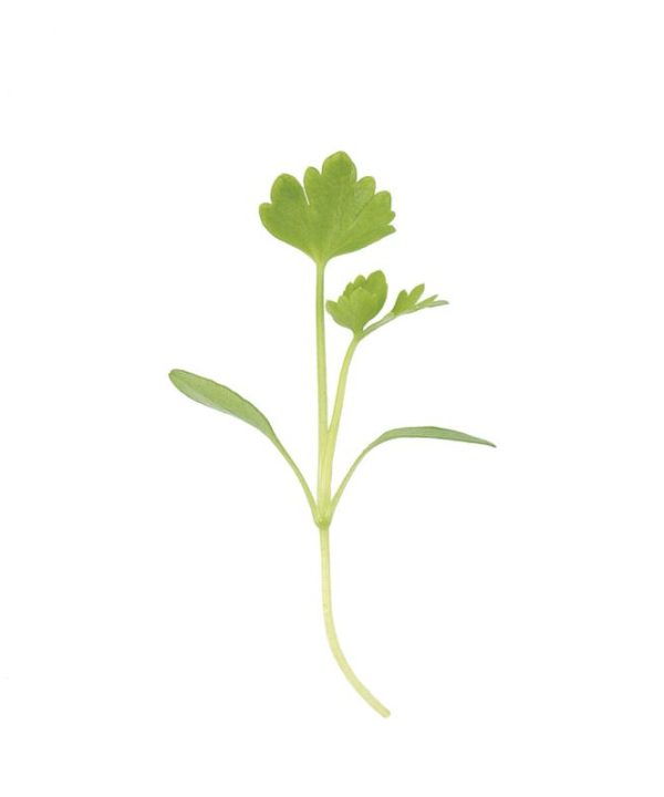Cutting Celery - Microgreen Seed