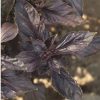 Red Rubin - Basil Seed