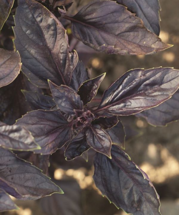 Red Rubin - Basil Seed