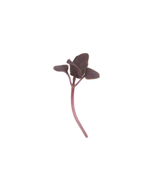 Basil, Red Rubin - Microgreen Seed