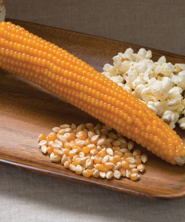 Robust 997 - (F1) Corn Seed