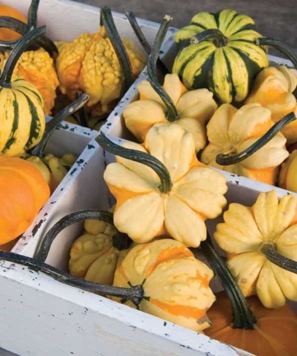 Daisy Gourd Seeds
