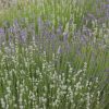 Munstead-Type - Lavender Seed