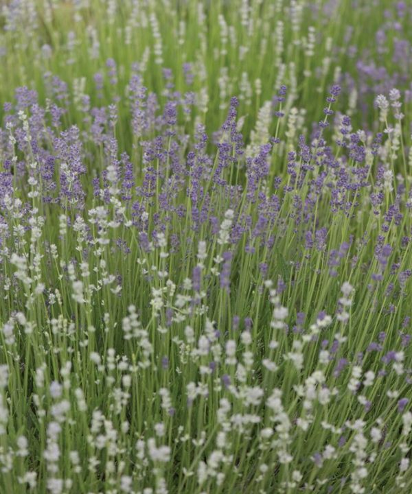 Munstead-Type - Lavender Seed