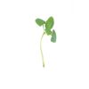 Basil, Italian Large Leaf - Microgreen Seed