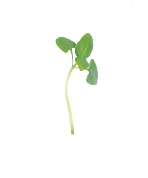 Basil, Italian Large Leaf - Microgreen Seed